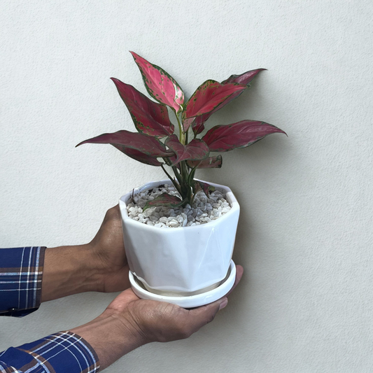 Aglaonema Pink Lady Valentine in White Ceramic Pot with Tray