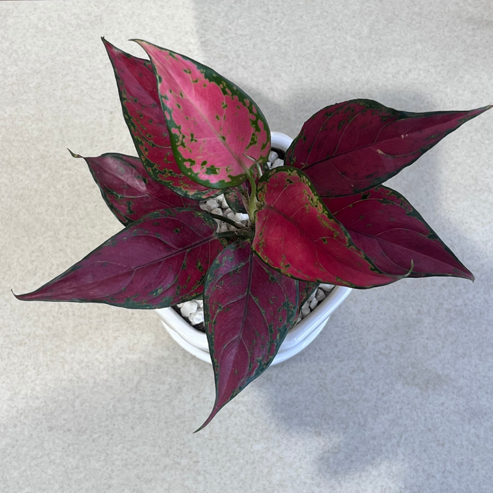 Aglaonema Pink Lady Valentine in White Ceramic Pot with Tray
