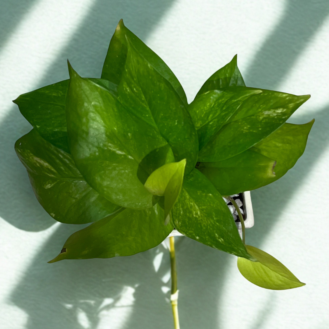 Golden Pothos in Evil Eye Ceramic Pot