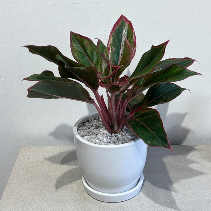 Red Aglaonema in Classic White Ceramic Pot with Tray