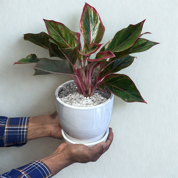 Red Aglaonema in Classic White Ceramic Pot with Tray