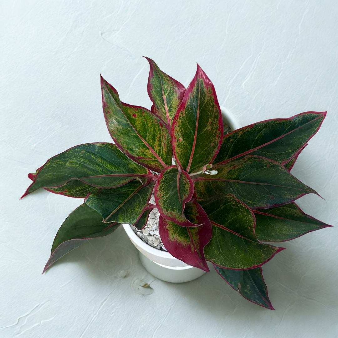 Red Aglaonema in Classic White Ceramic Pot with Tray