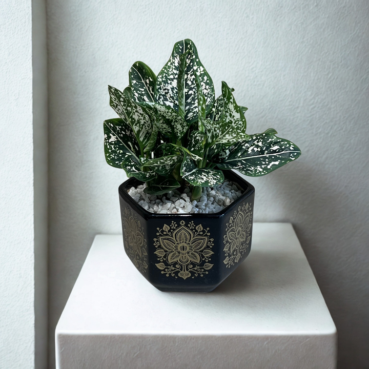 Aglaonema Green Liza in Hexa Gold Ceramic Pot