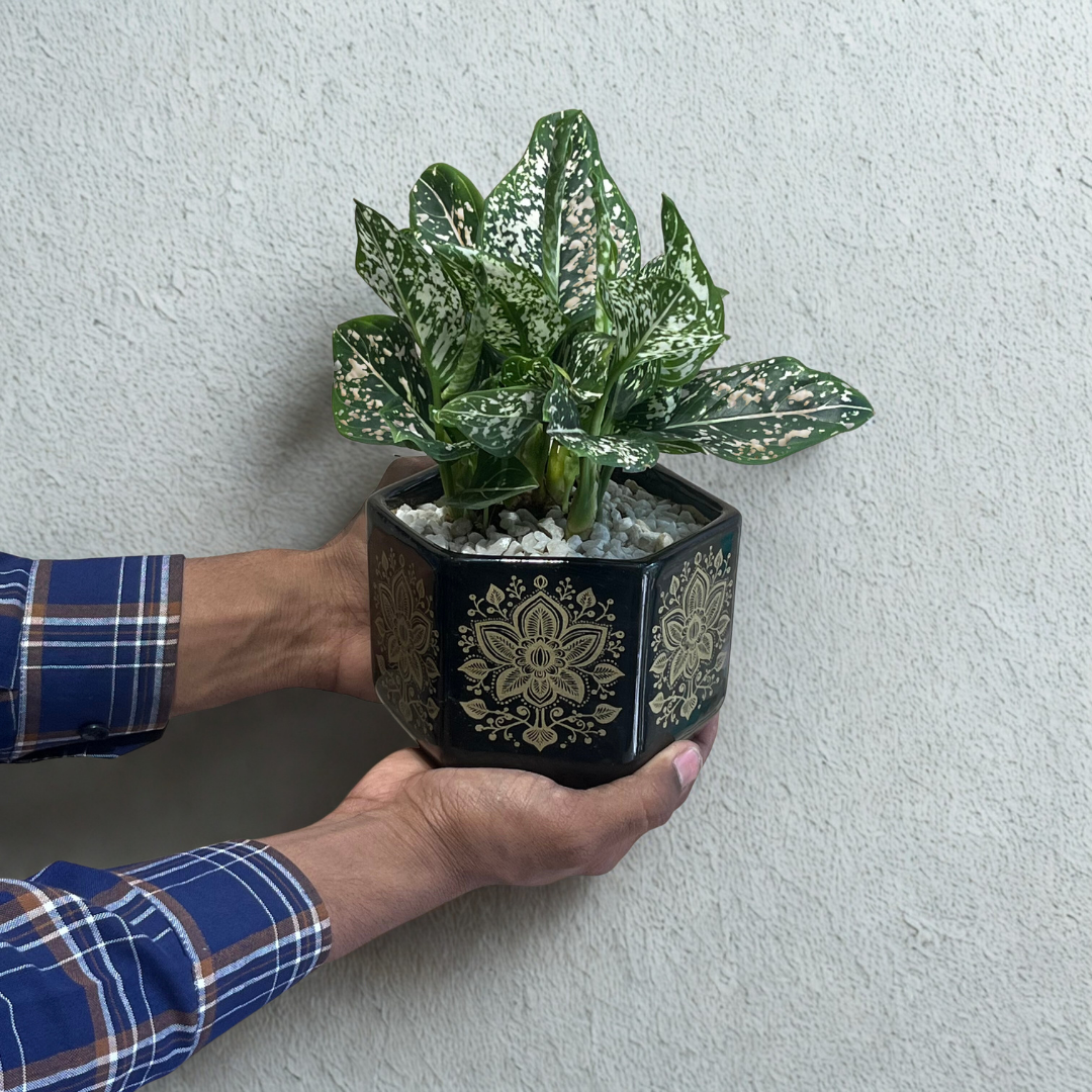 Aglaonema Green Liza in Hexa Gold Ceramic Pot