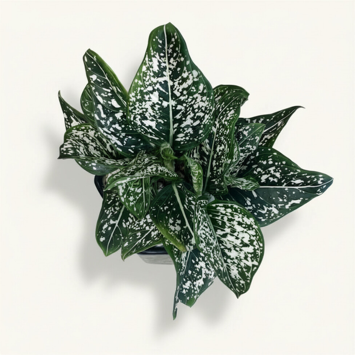 Aglaonema Green Liza in Hexa Gold Ceramic Pot