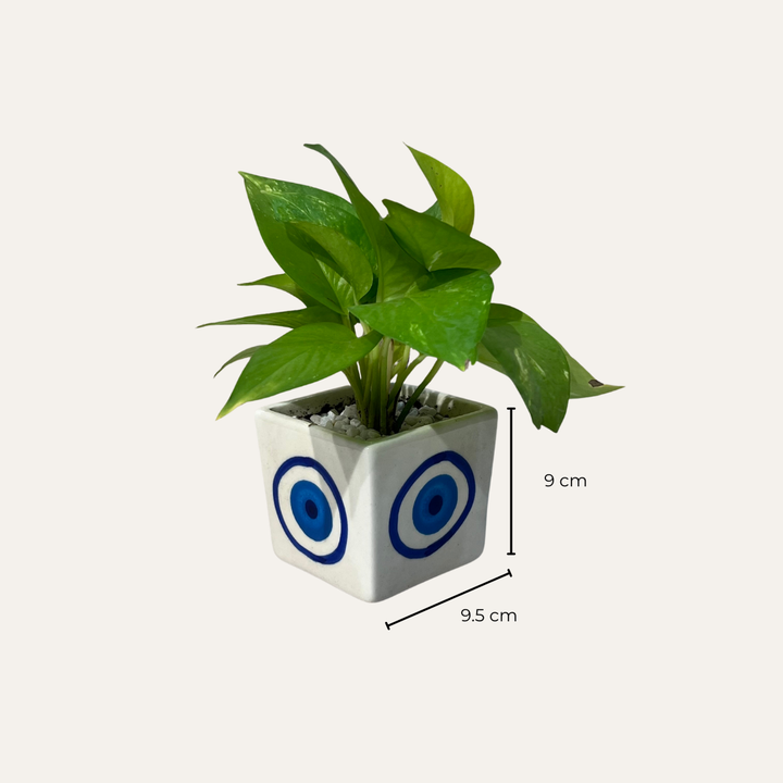 Golden Pothos in Evil Eye Ceramic Pot