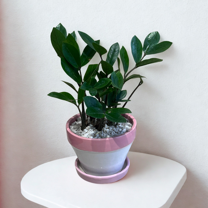 ZZ Plant in Classic Grey Ceramic Pot with Tray