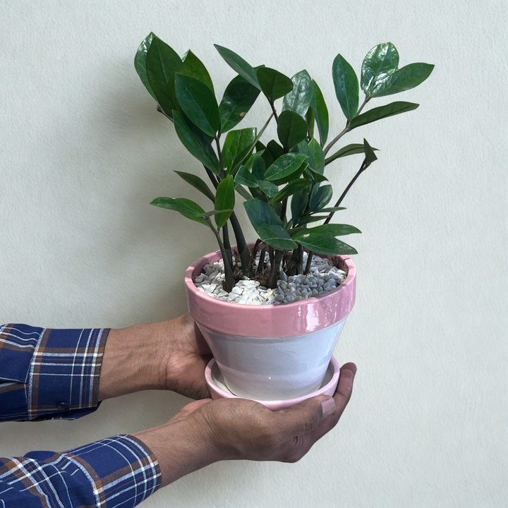 ZZ Plant in Classic Grey Ceramic Pot with Tray