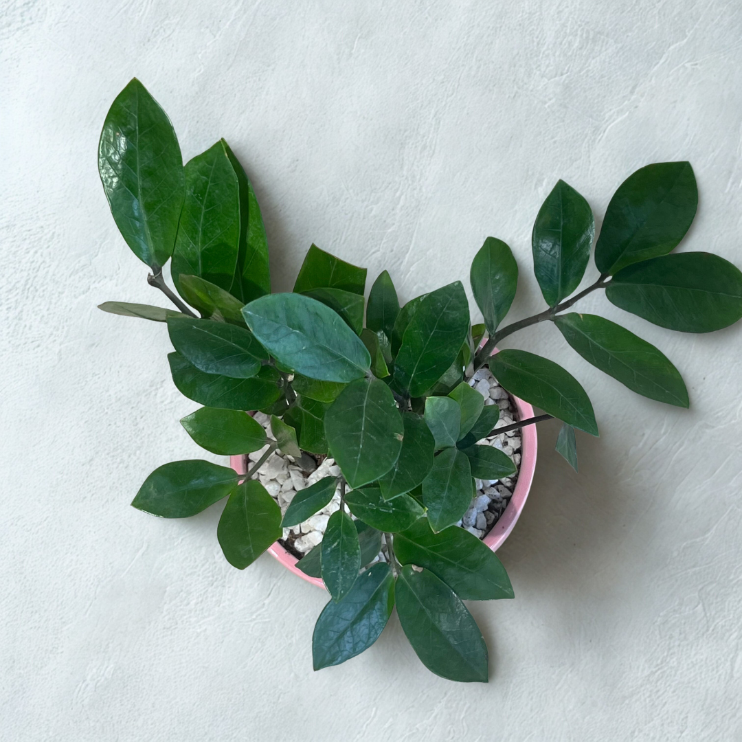 ZZ Plant in Classic Grey Ceramic Pot with Tray