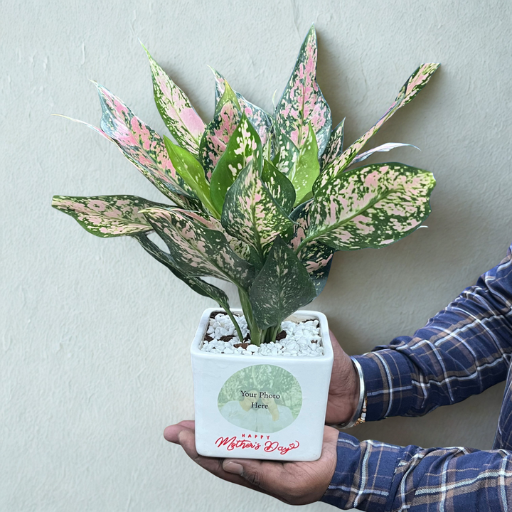 Mom's Love Photo Planter with Pink Aglaonema Dalmation (Med)