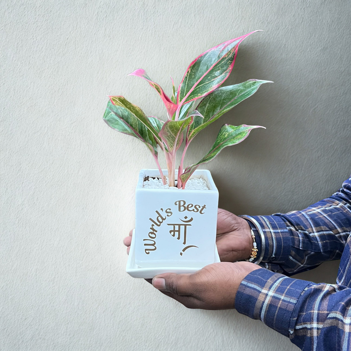 World's Best Maa Planter with Red Aglaonema (S)
