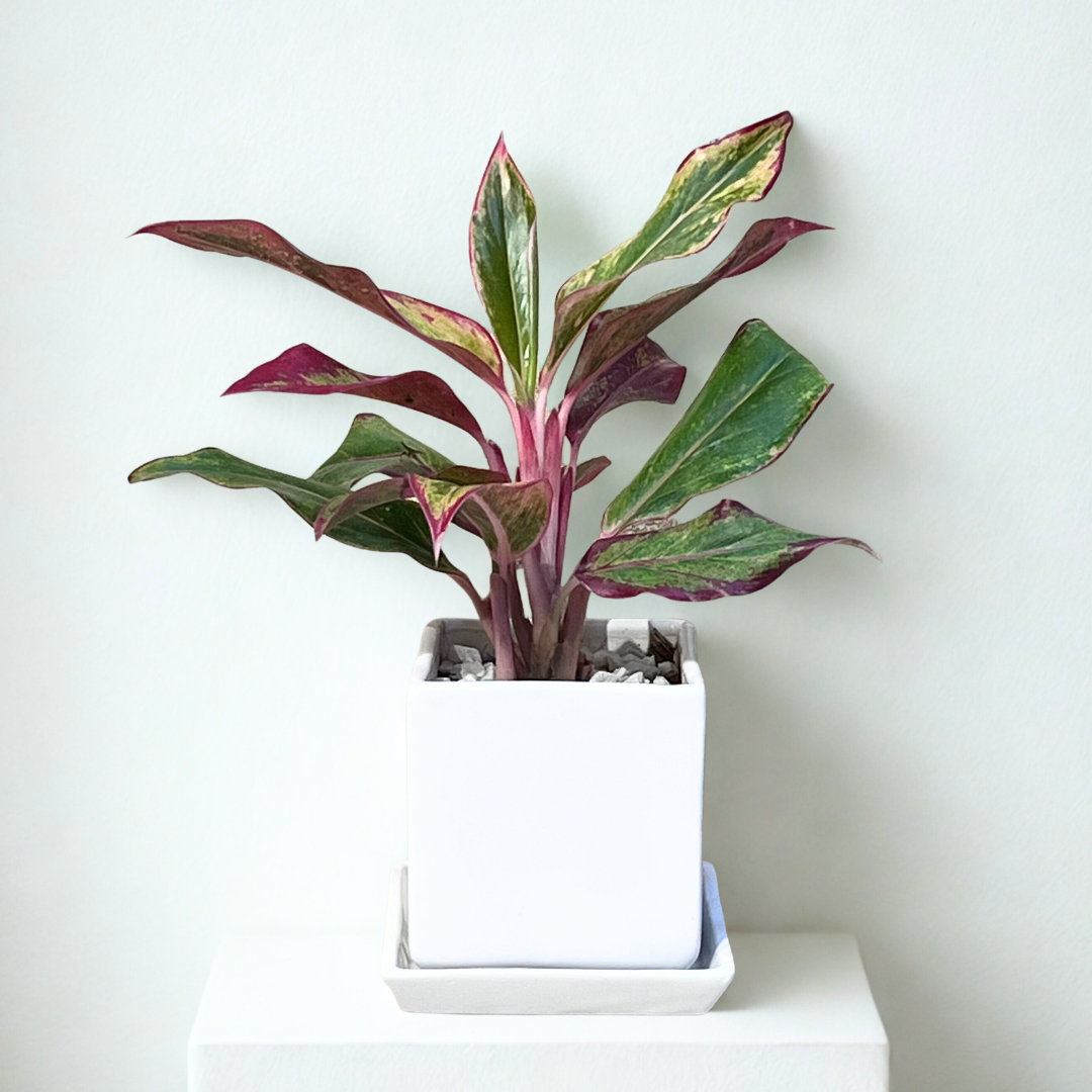 Red Aglaonema Plant in Square Ceramic Pot with Tray