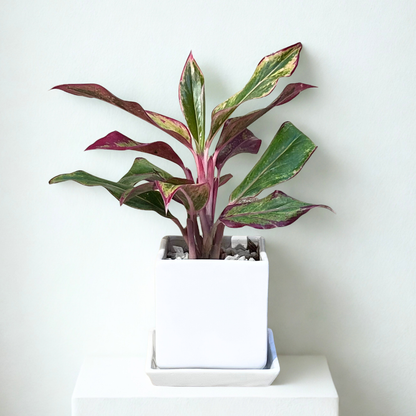 Red Aglaonema Plant in Square Ceramic Pot with Tray