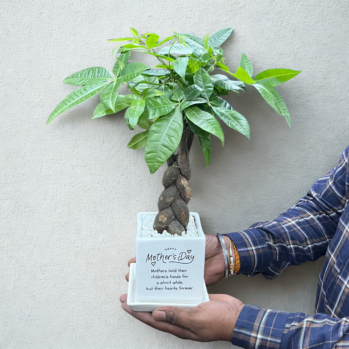 Good Fortune Money Tree in Mother's Day Planter with Tray