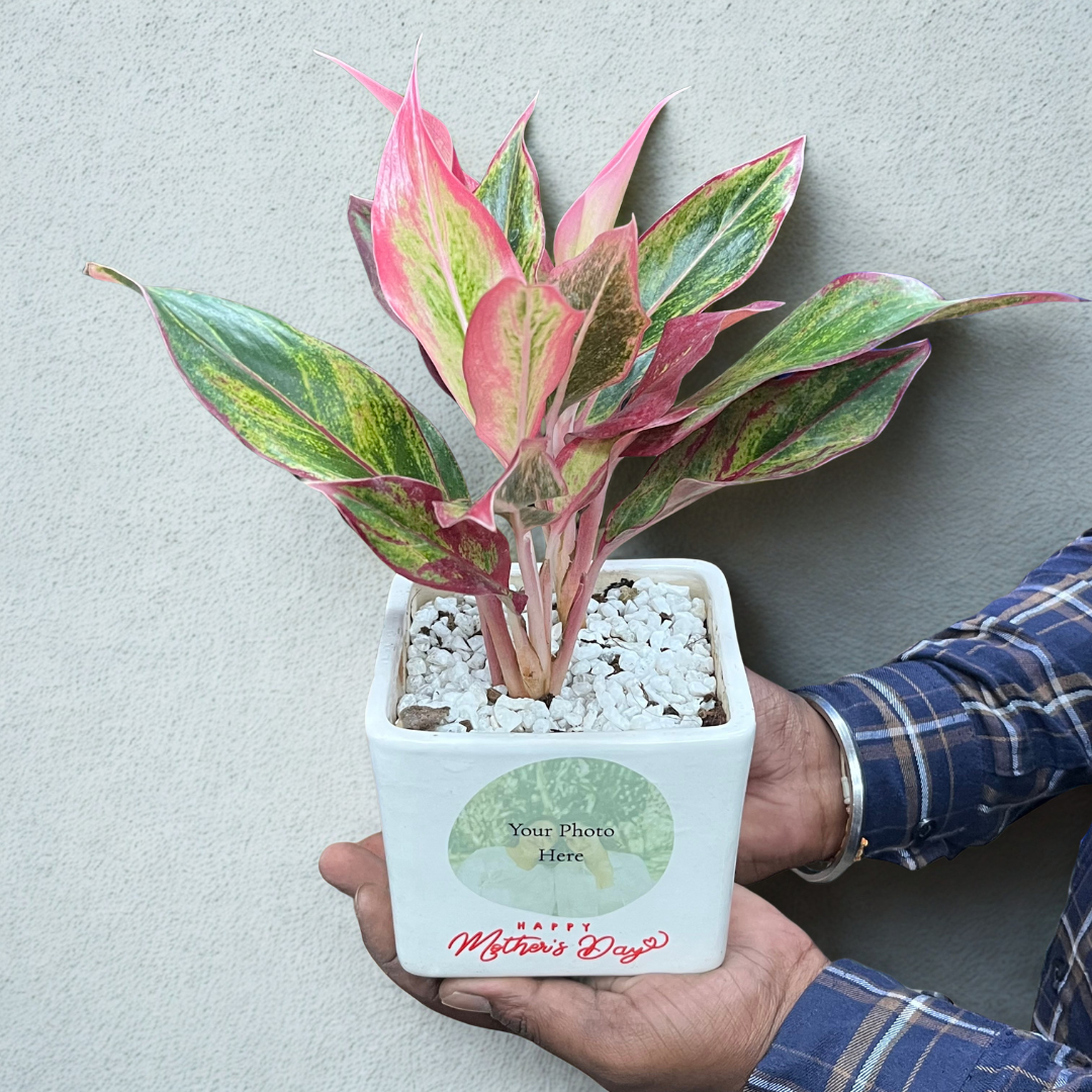 Mom's Love Photo Planter with Red Aglaonema (Med)
