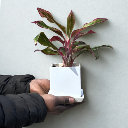 Red Aglaonema Plant in Square Ceramic Pot with Tray