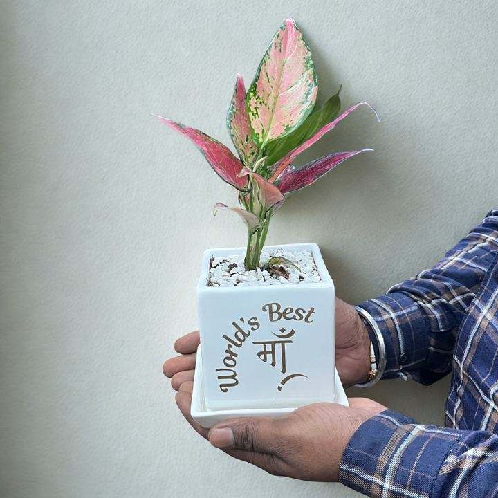 World's Best Maa Planter with Pink Aglaonema Dalmation (S)