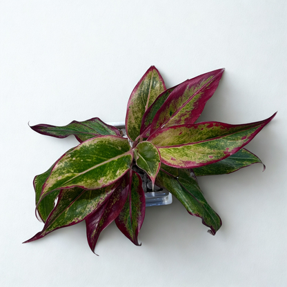 Red Aglaonema Plant in Square Ceramic Pot with Tray