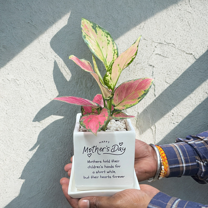 Mother's Day Planter with Pink Aglaonema Valentine