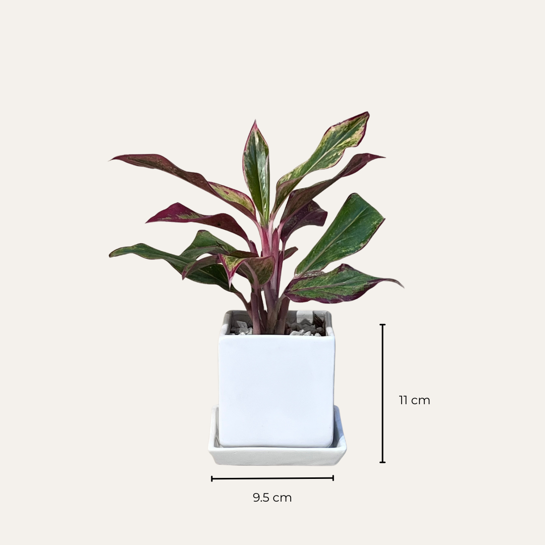 Red Aglaonema Plant in Square Ceramic Pot with Tray
