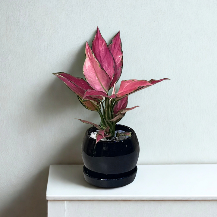 Aglaonema Pink Lady Valentine in Round Ceramic Pot with Tray