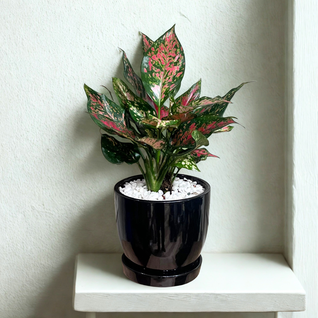 Aglaonema Pink Dalmation (M) in Classic Black Ceramic Pot with Tray