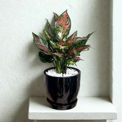 Aglaonema Pink Dalmation (M) in Classic Black Ceramic Pot with Tray