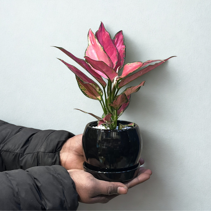 Aglaonema Pink Lady Valentine in Round Ceramic Pot with Tray