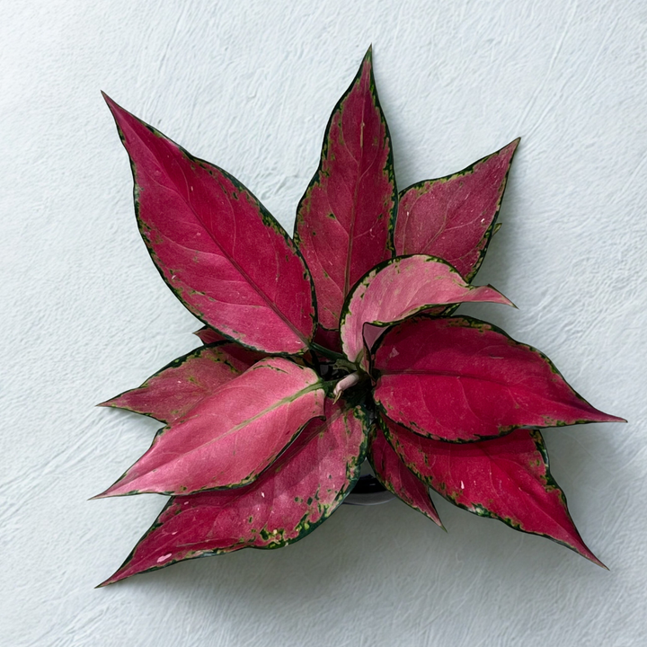 Aglaonema Pink Lady Valentine in Round Ceramic Pot with Tray