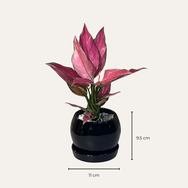 Aglaonema Pink Lady Valentine in Round Ceramic Pot with Tray
