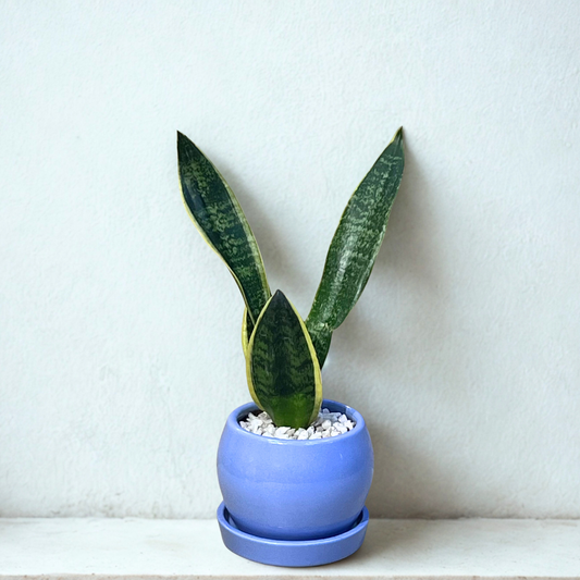 Snake - Black and Golden in Round Blue Ceramic Pot with Tray