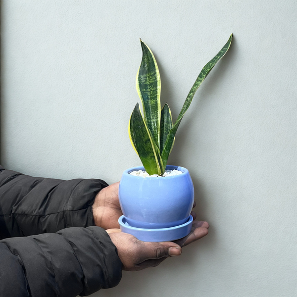 Snake - Black and Golden in Round Blue Ceramic Pot with Tray