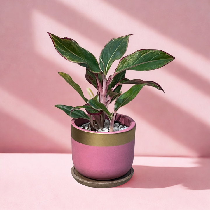 Red Aglaonema in Pink & Gold Terracotta Pot with Wooden Tray