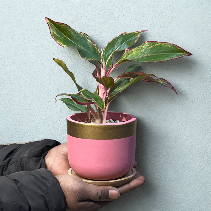Red Aglaonema in Pink & Gold Terracotta Pot with Wooden Tray