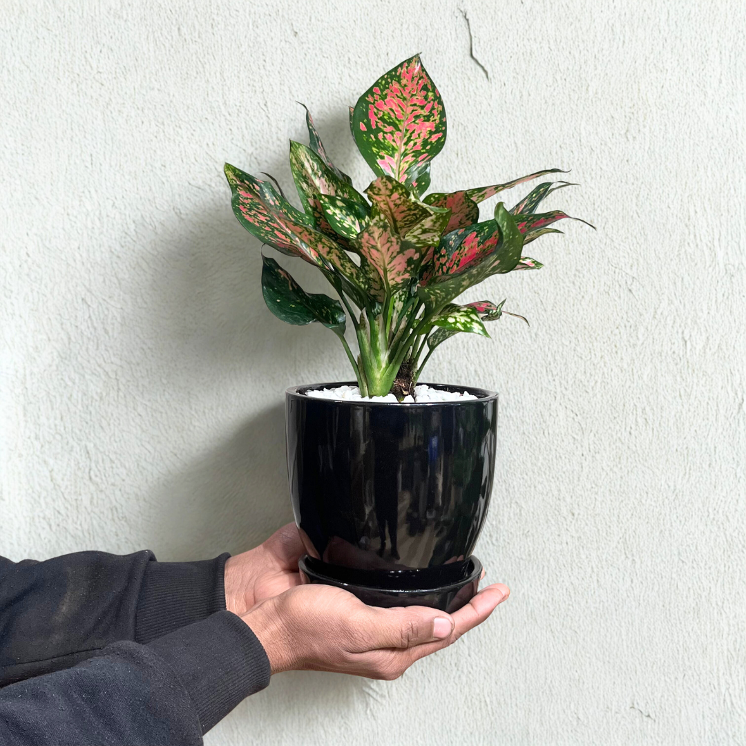 Aglaonema Pink Dalmation (M) in Classic Black Ceramic Pot with Tray