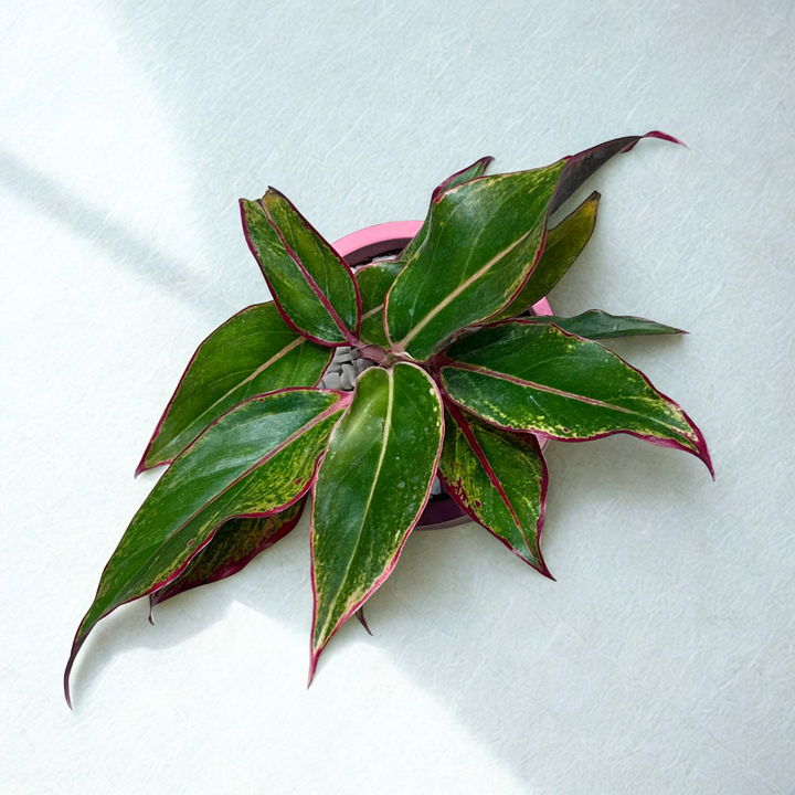 Red Aglaonema in Pink & Gold Terracotta Pot with Wooden Tray