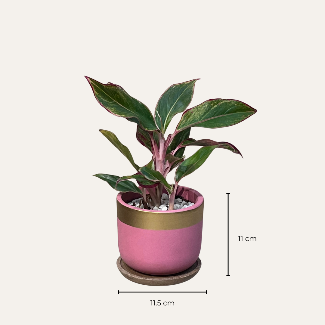Red Aglaonema in Pink & Gold Terracotta Pot with Wooden Tray