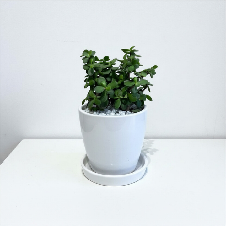 Good Luck Jade in Classic Ceramic Pot with Tray