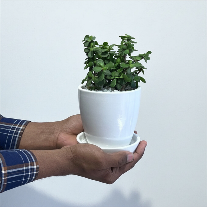 Good Luck Jade in Classic Ceramic Pot with Tray