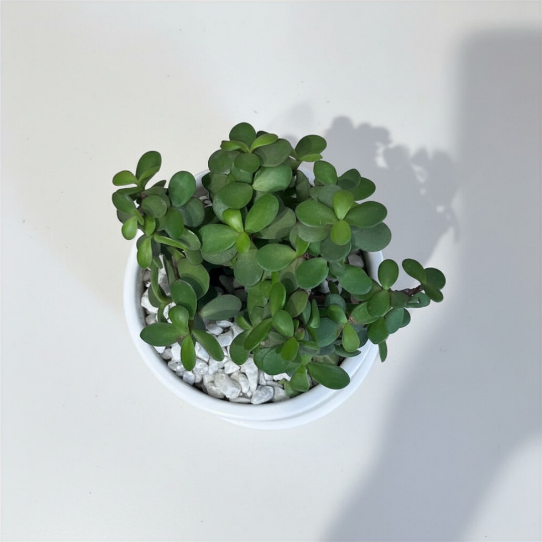 Good Luck Jade in Classic Ceramic Pot with Tray