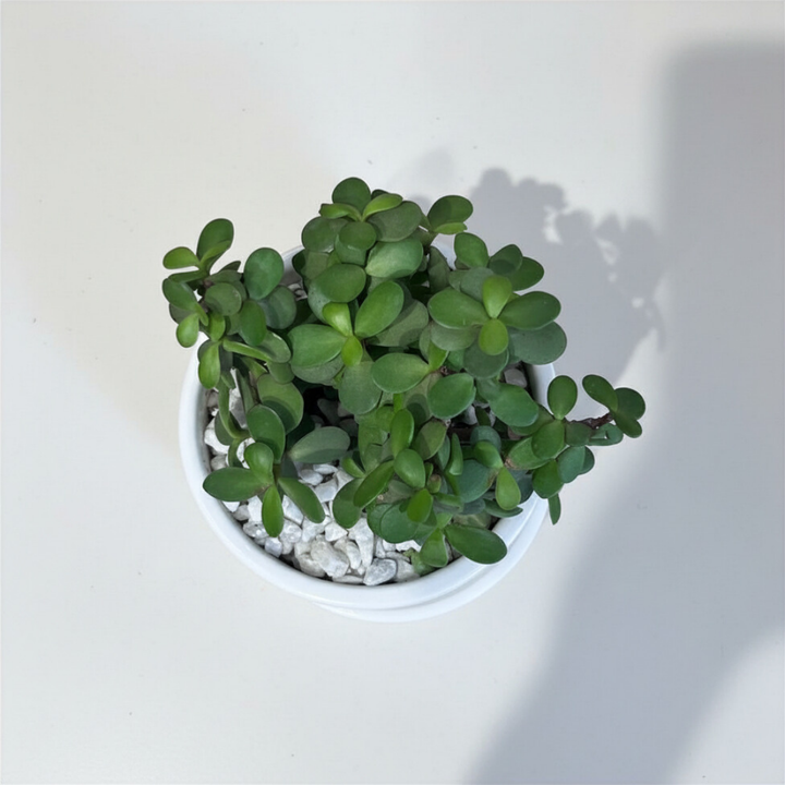 Good Luck Jade in Classic Ceramic Pot with Tray