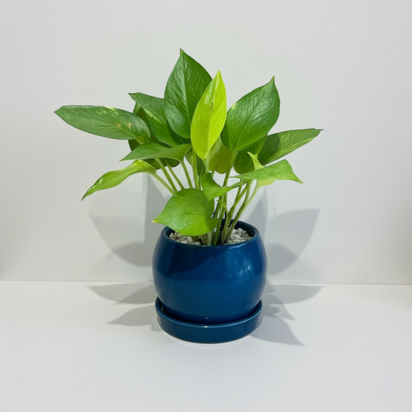 Golden Pothos in Round Ceramic Pot with Tray