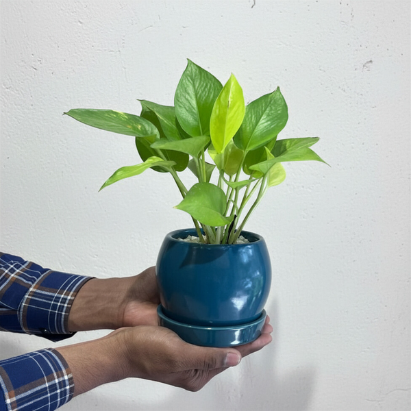 Golden Pothos in Round Ceramic Pot with Tray