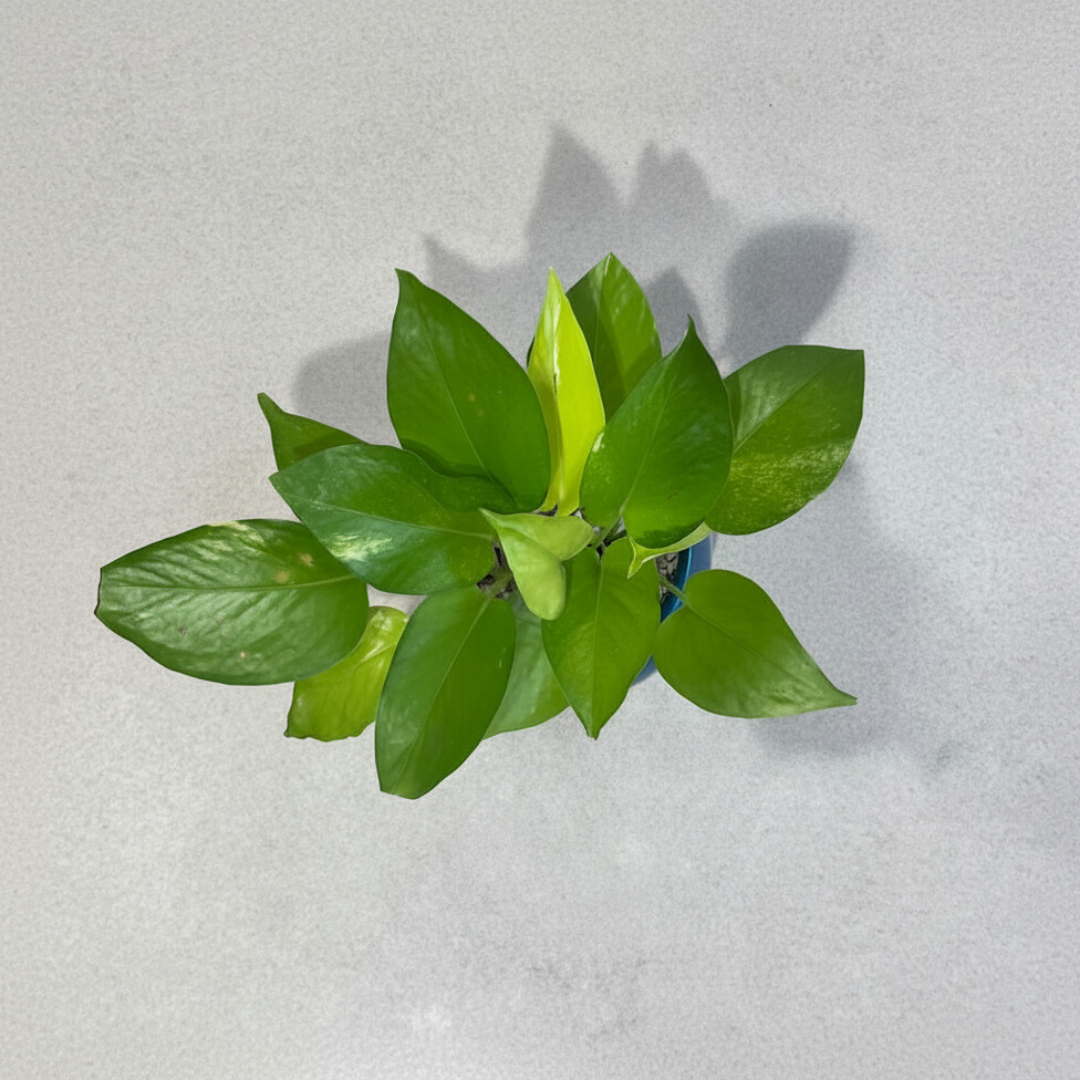 Golden Pothos in Round Ceramic Pot with Tray