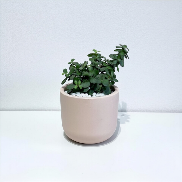 Jade Plant in Terracotta Pot