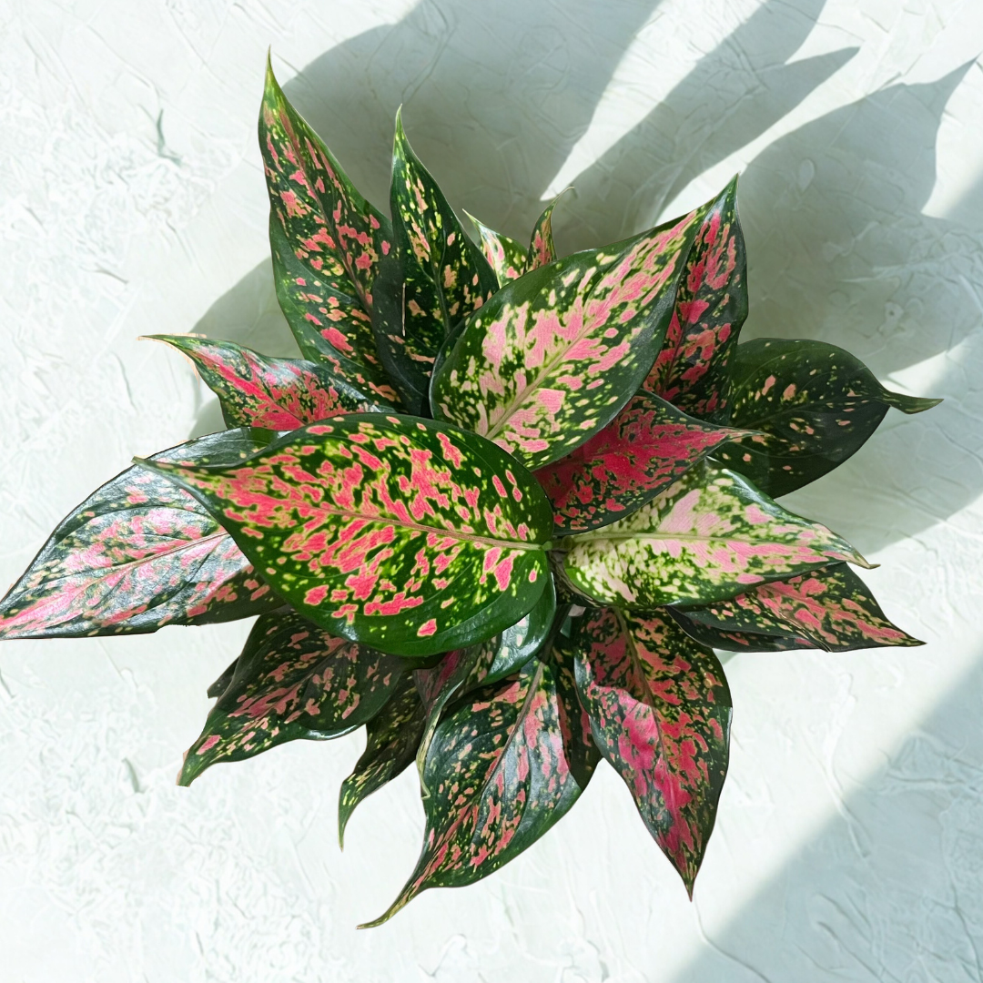 Aglaonema Pink Dalmation (M) in Classic Black Ceramic Pot with Tray