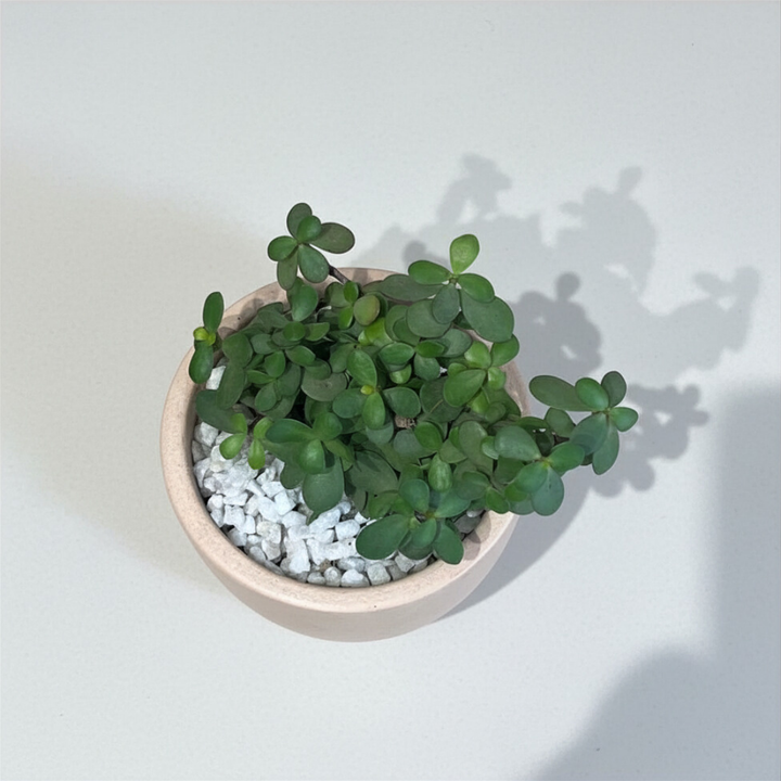 Jade Plant in Terracotta Pot