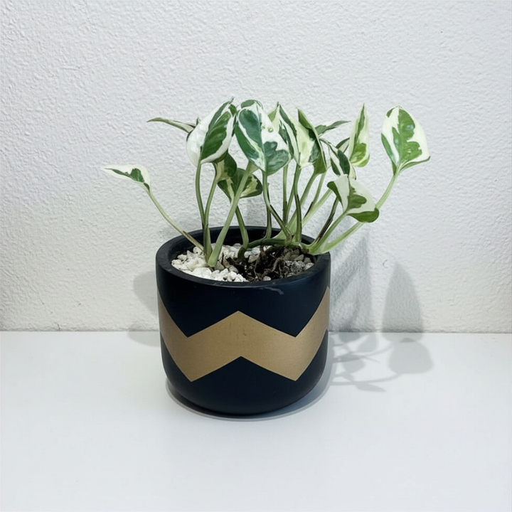 Pothos Njoy in Classic Terracotta Pot