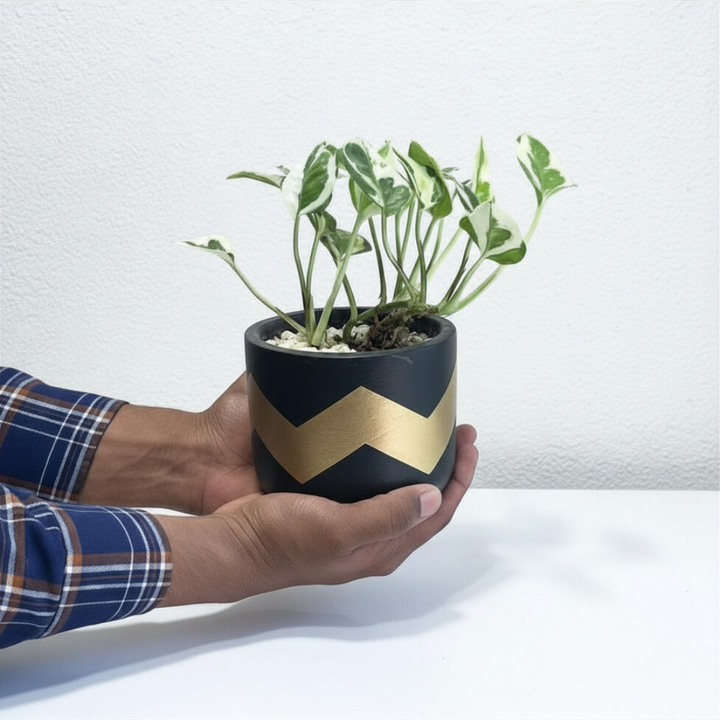 Pothos Njoy in Classic Terracotta Pot