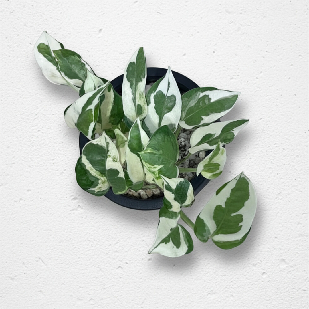 Pothos Njoy in Classic Terracotta Pot